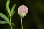 American bird's-foot trefoil